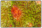 Orange Eye Chalice Coral